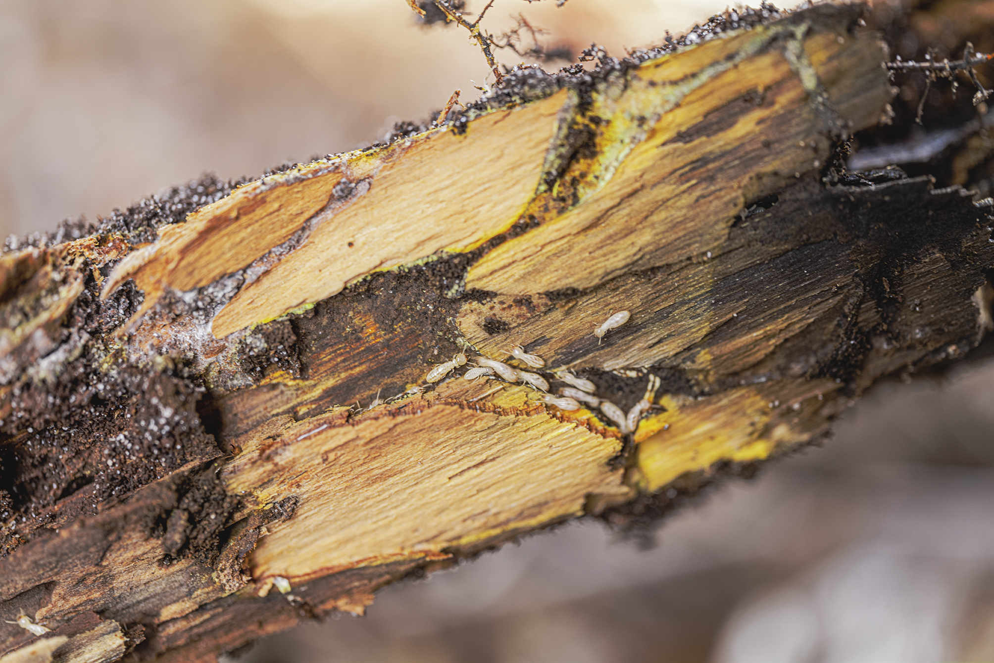 Active termites in wood